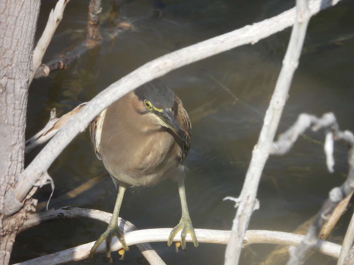 Striated Heron - ML402297051