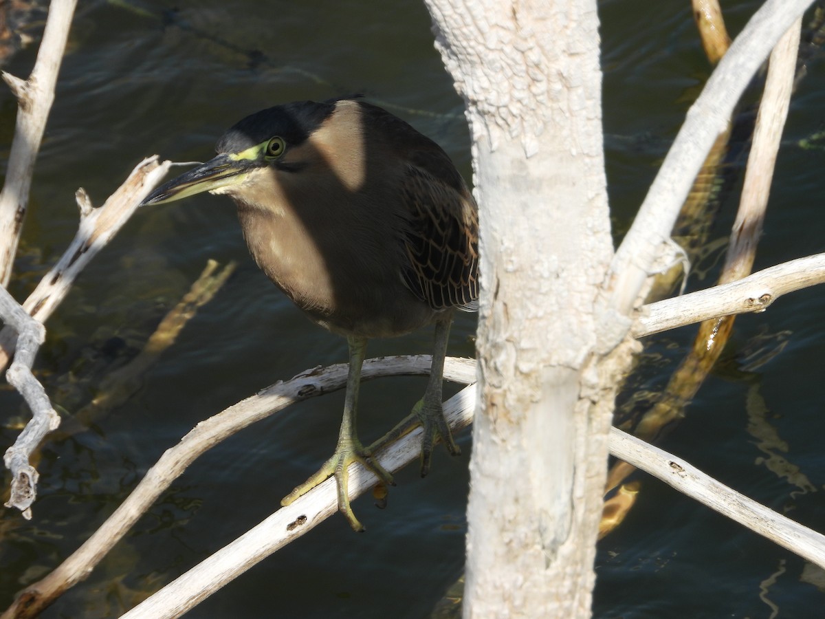 Striated Heron - ML402297061