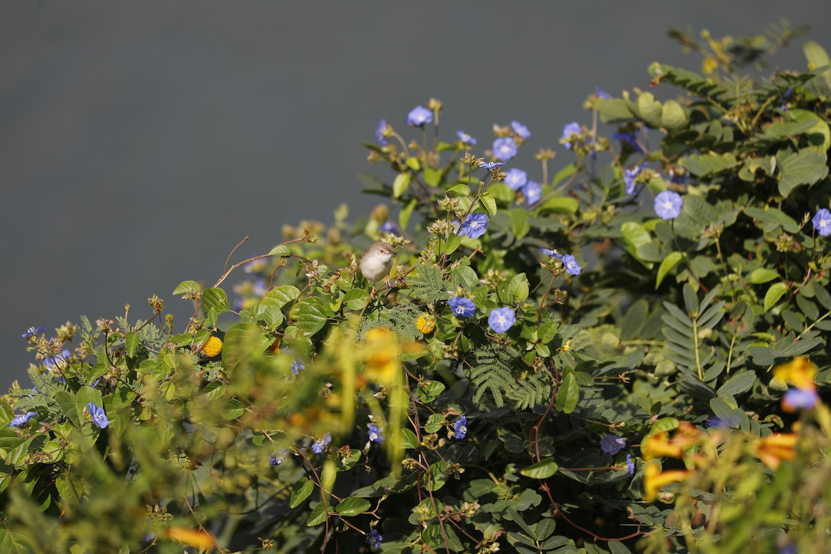 Delicate Prinia - ML402297361