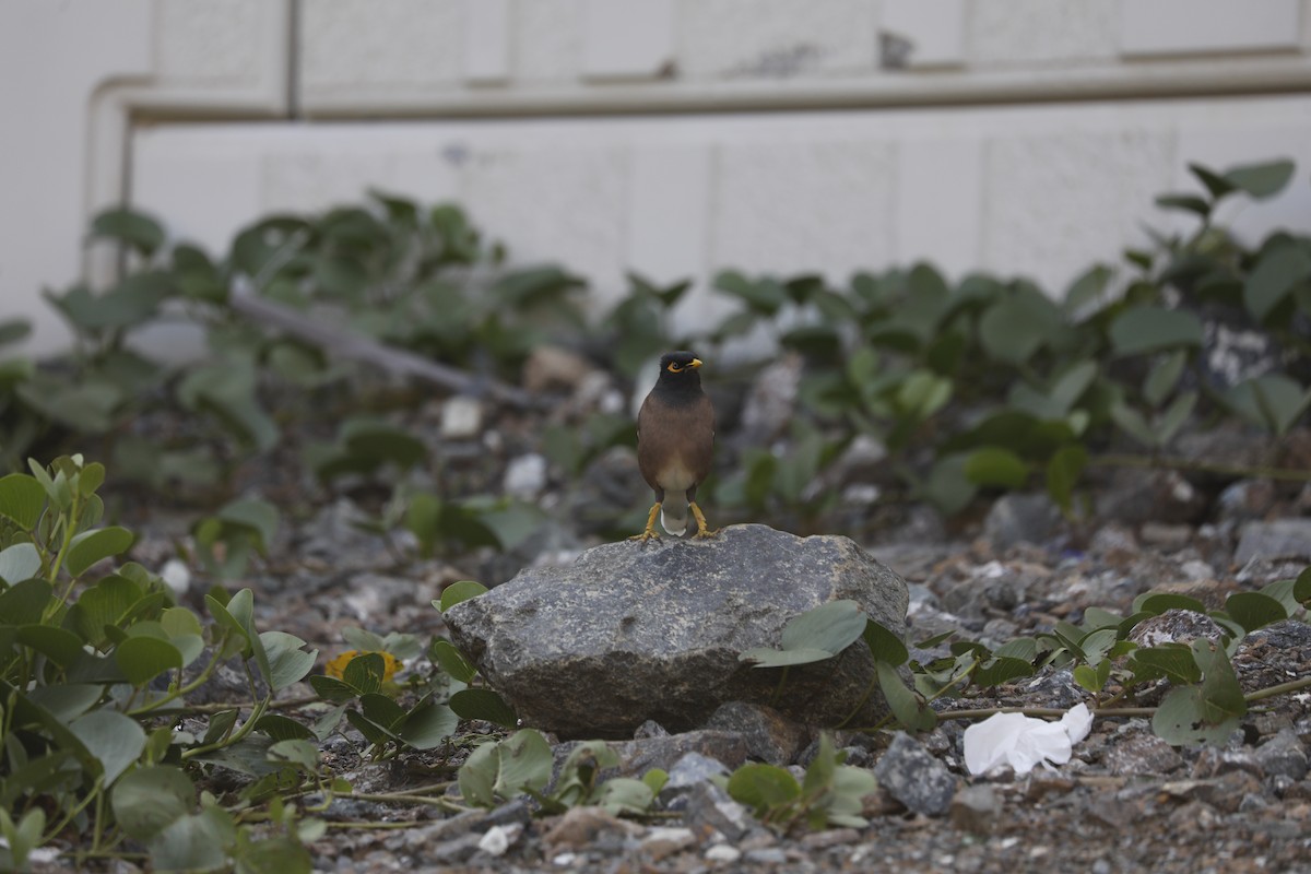 Common Myna - ML402297531