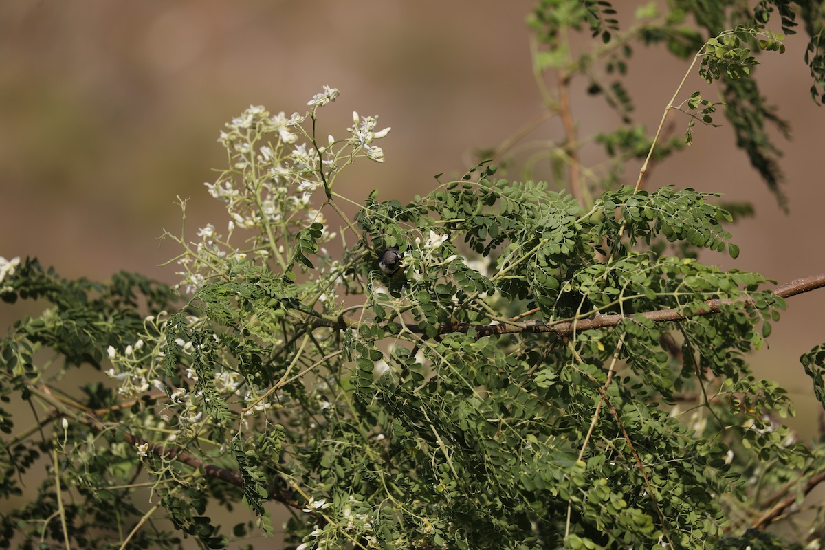 Purple Sunbird - ML402297671