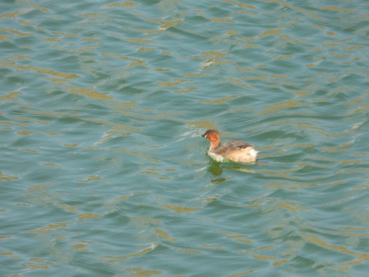 Little Grebe - ML402297931