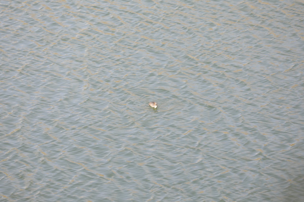 Little Grebe - ML402297941