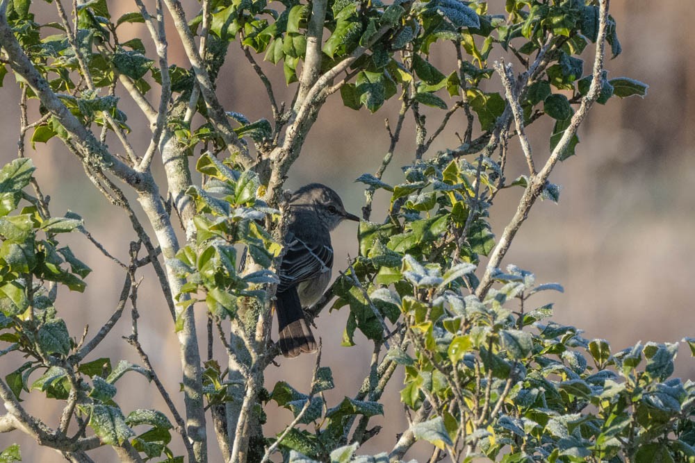 Northern Mockingbird - ML402298411