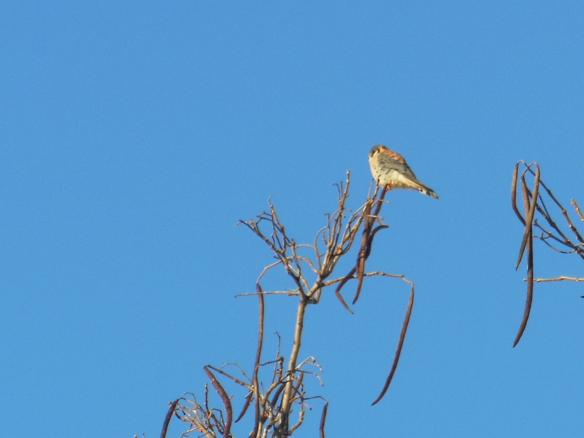 American Kestrel - ML402299941