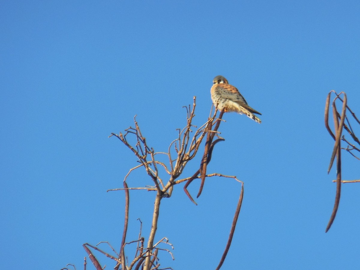 American Kestrel - ML402299951