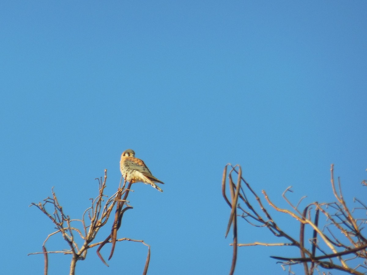 American Kestrel - ML402299961