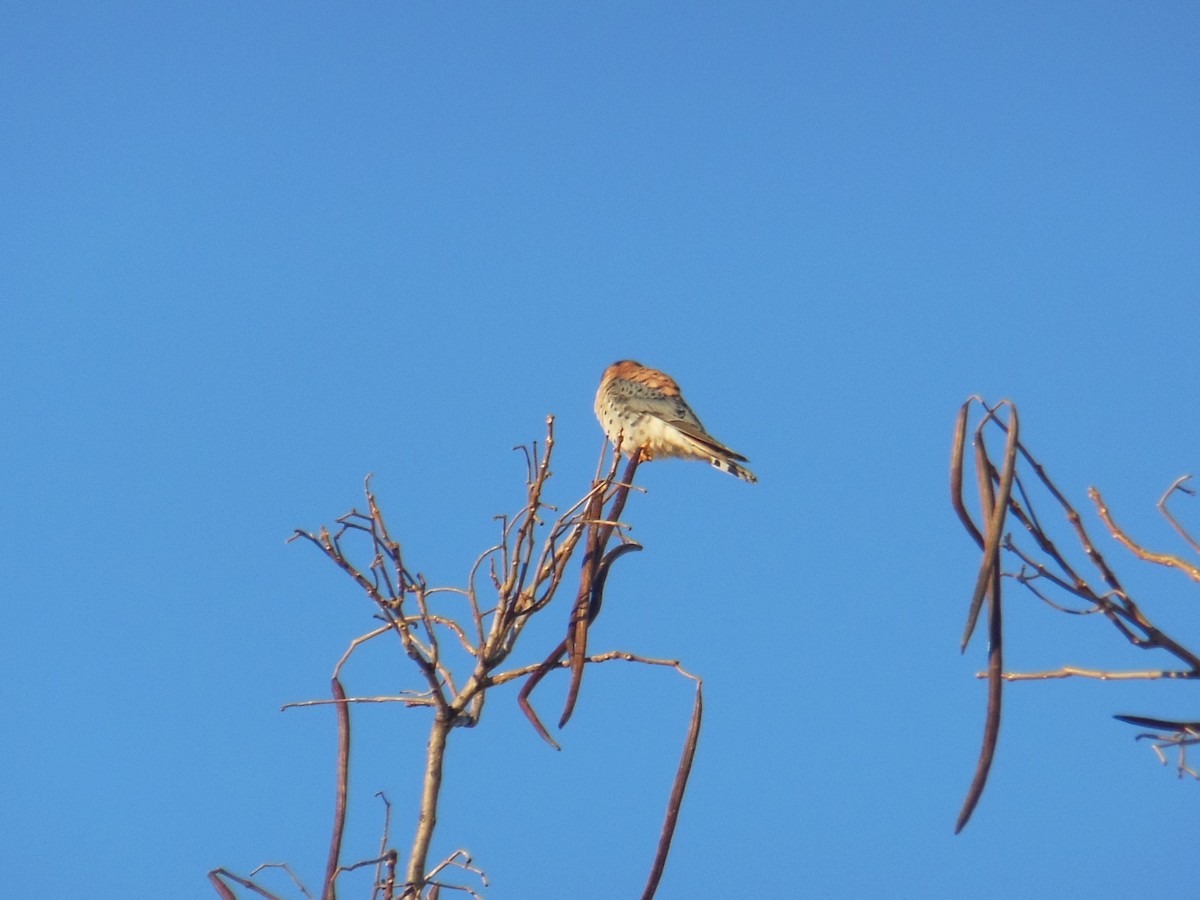 American Kestrel - ML402299971