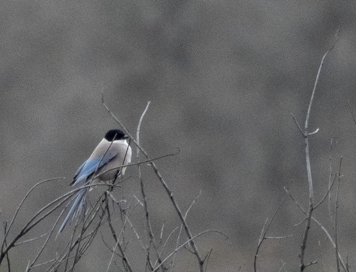 Iberian Magpie - ML402300461