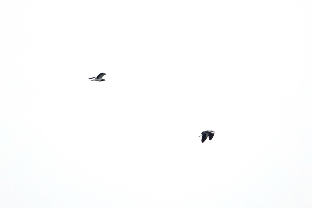 Southern Lapwing - ML402301011