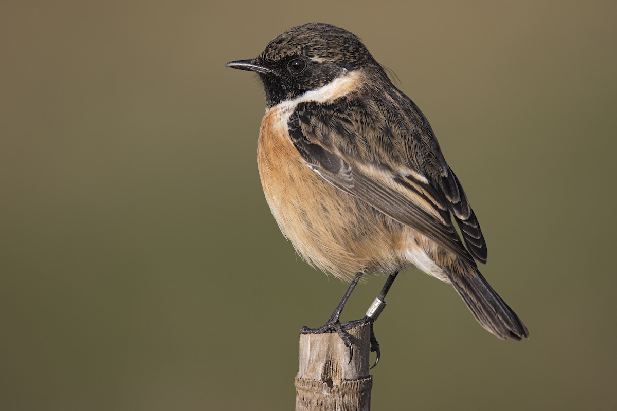 European Stonechat - ML402302061