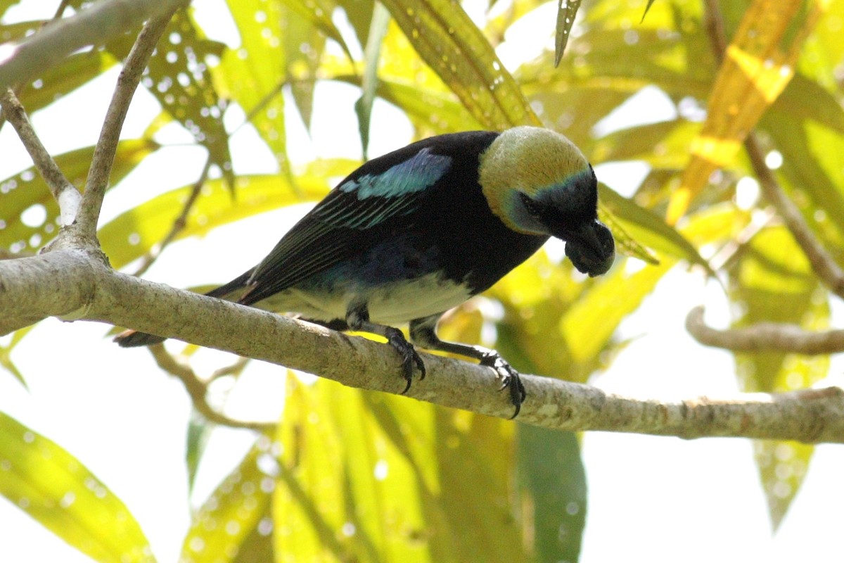 Golden-hooded Tanager - ML402303931