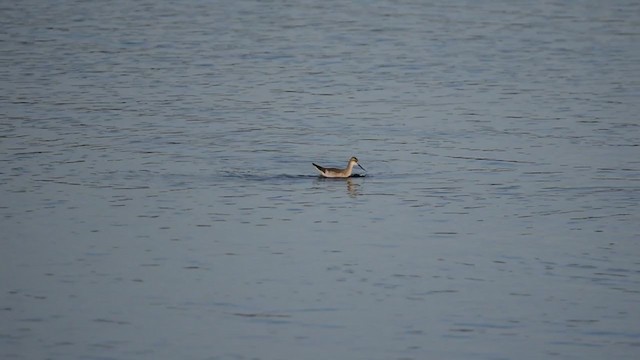 Wilson's Phalarope - ML402303941