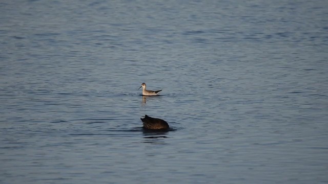 Wilson's Phalarope - ML402304271