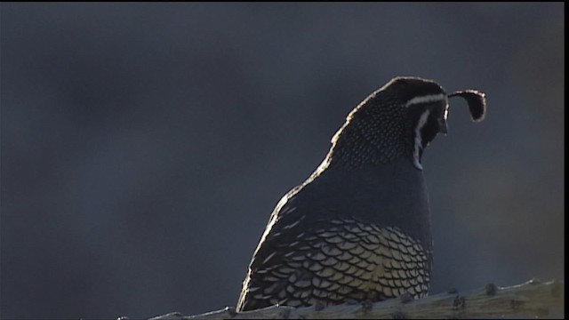 California Quail - ML402307