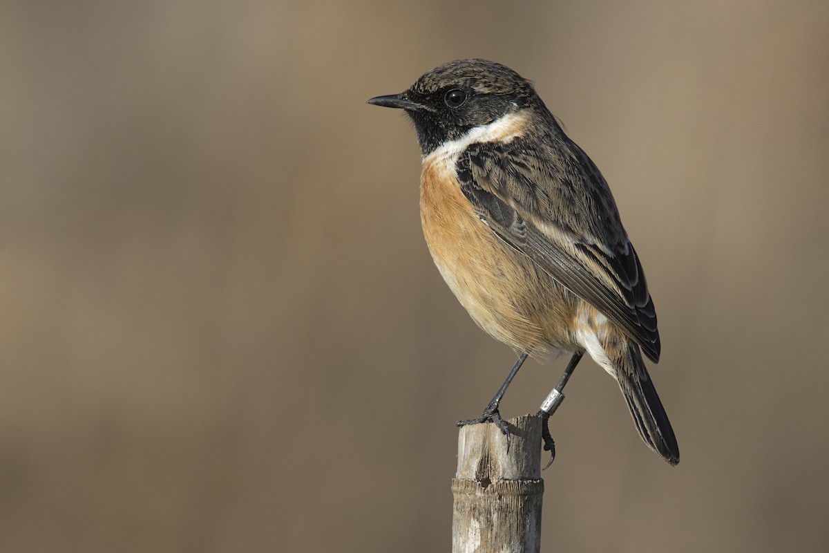 European Stonechat - ML402308121