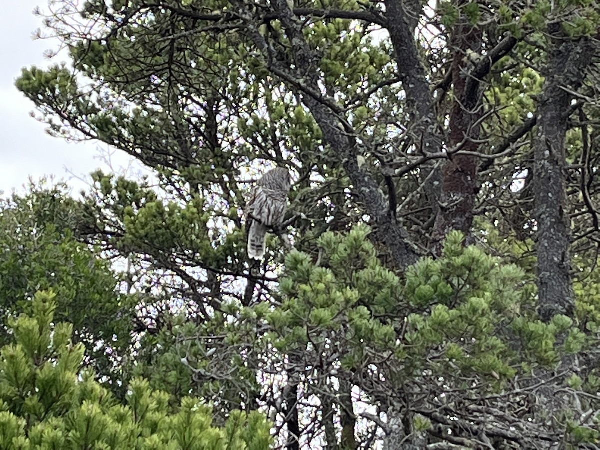 Barred Owl - ML402310411