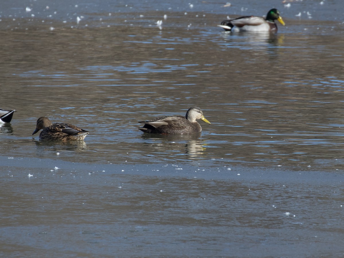 American Black Duck - ML402310421