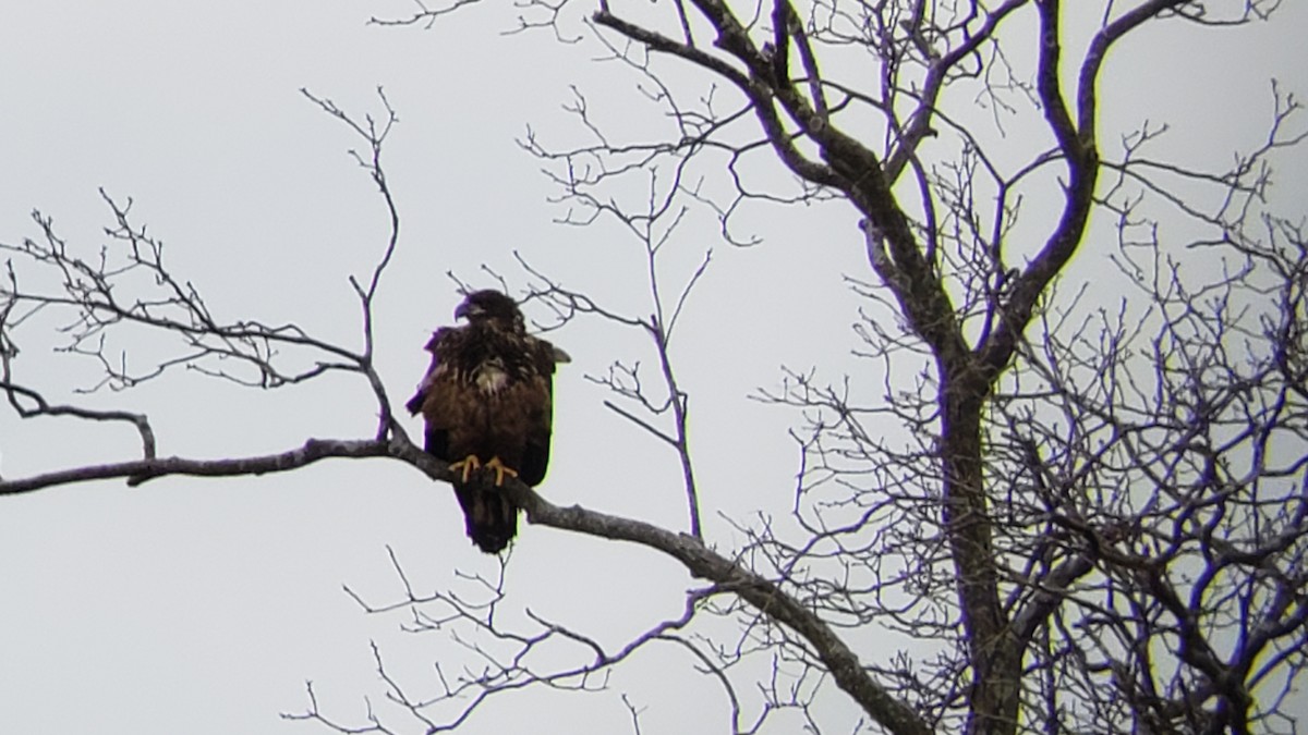 Bald Eagle - Frank Bowrys