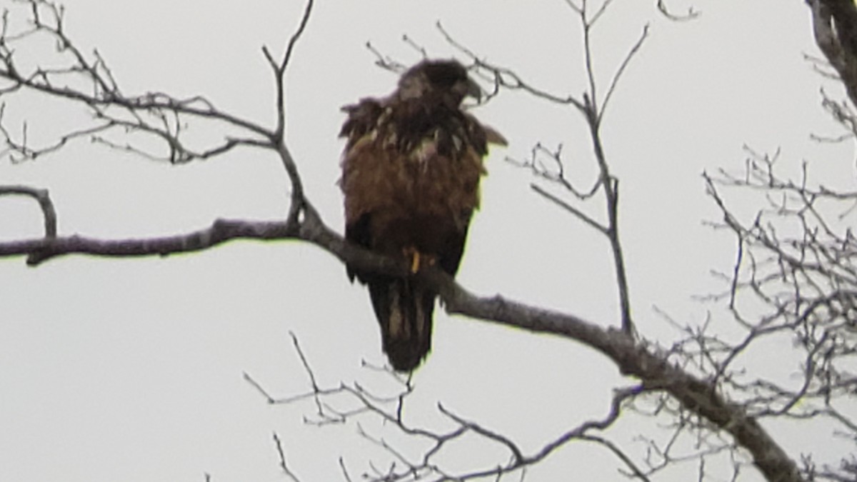 Bald Eagle - Frank Bowrys