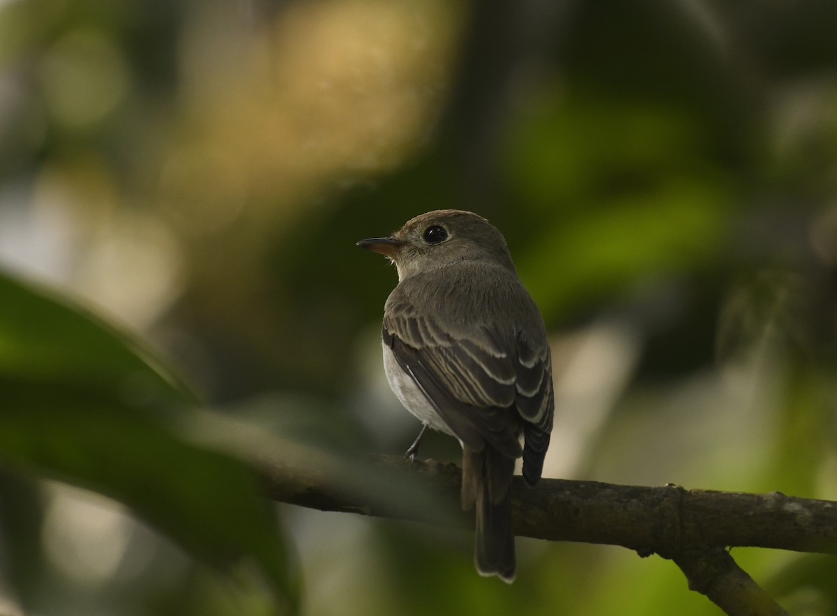 Asian Brown Flycatcher - ML402312271