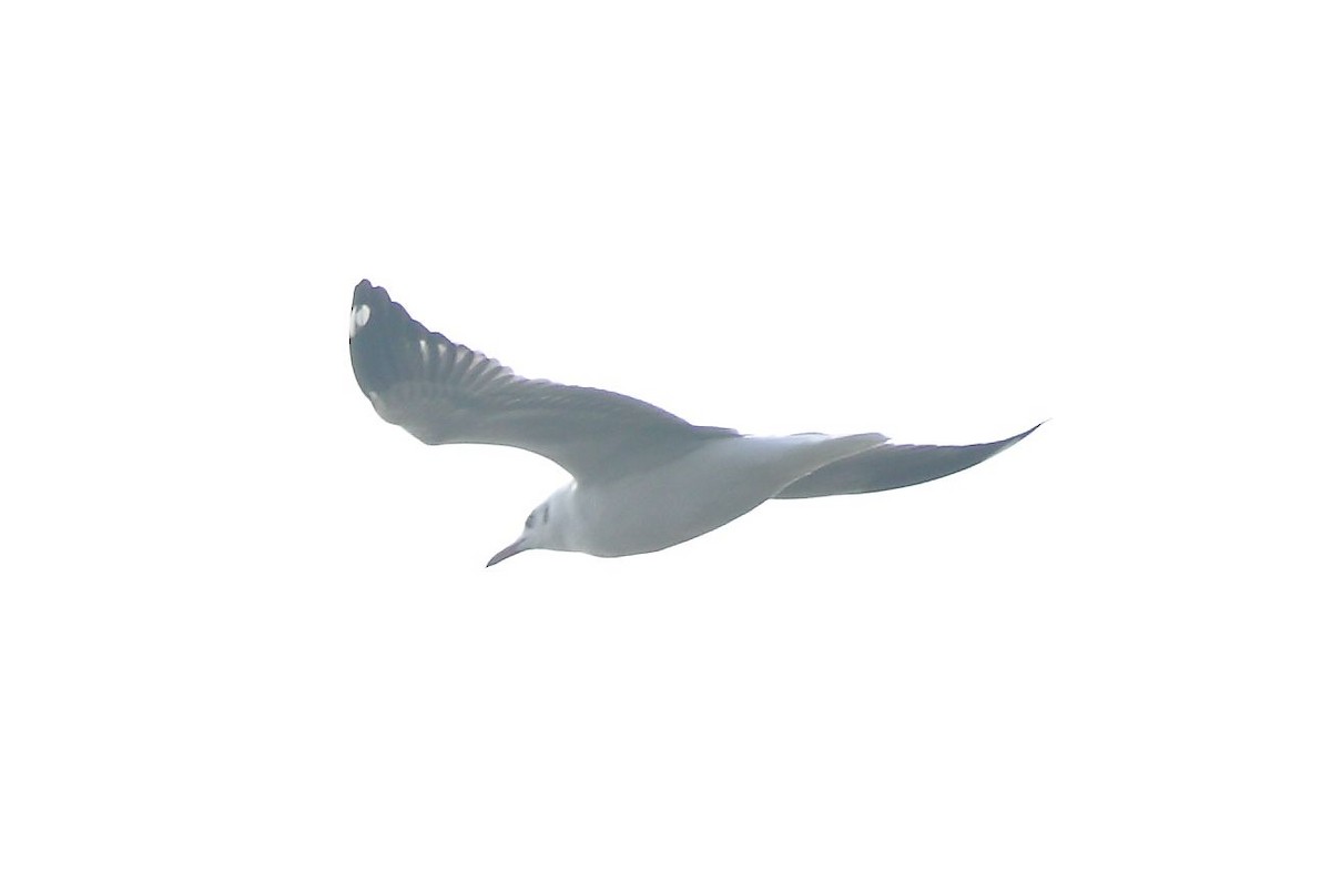 Буроголовая чайка - ML40231321