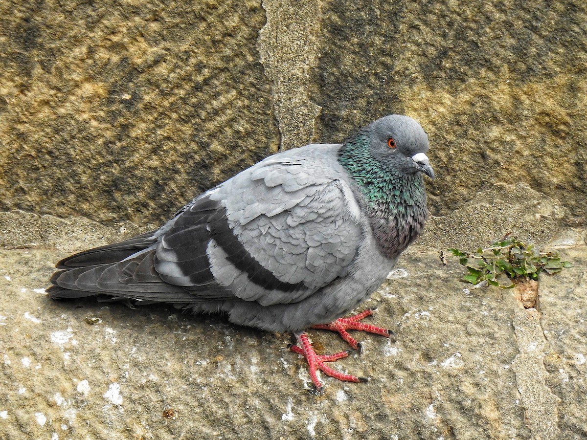 Rock Pigeon (Feral Pigeon) - ML402313441