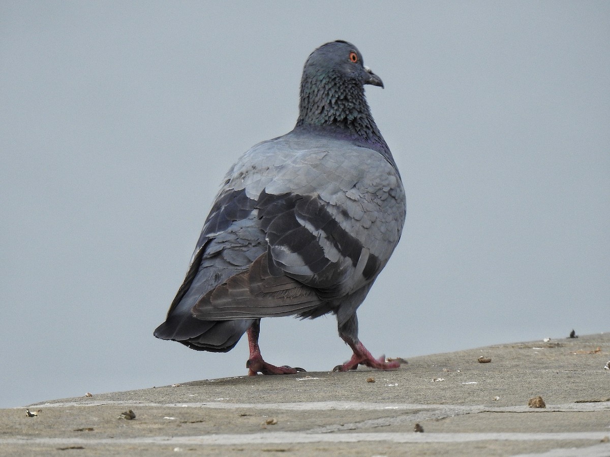 Pigeon biset (forme domestique) - ML402314331
