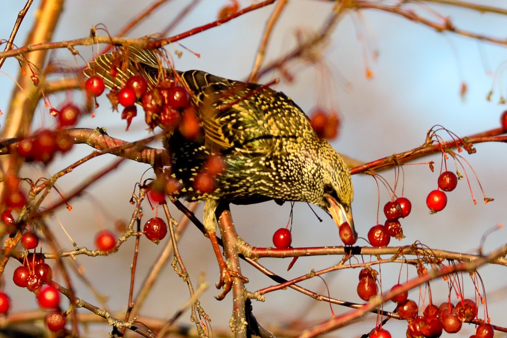 European Starling - ML402316591