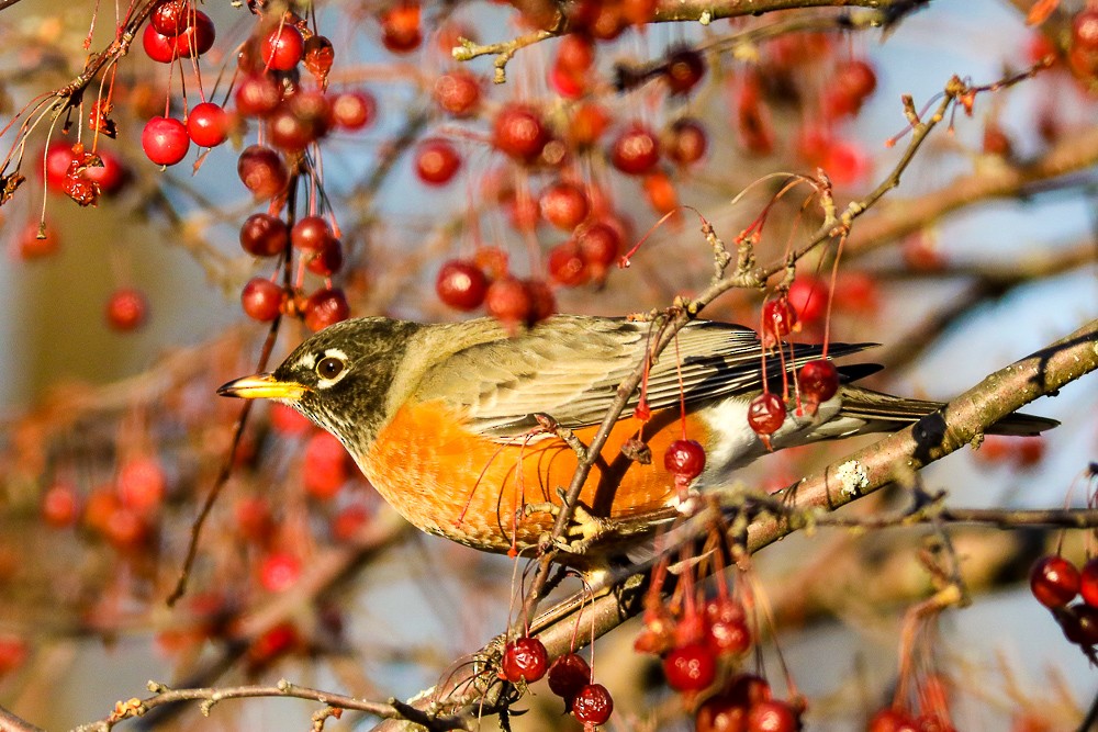 American Robin - ML402316681