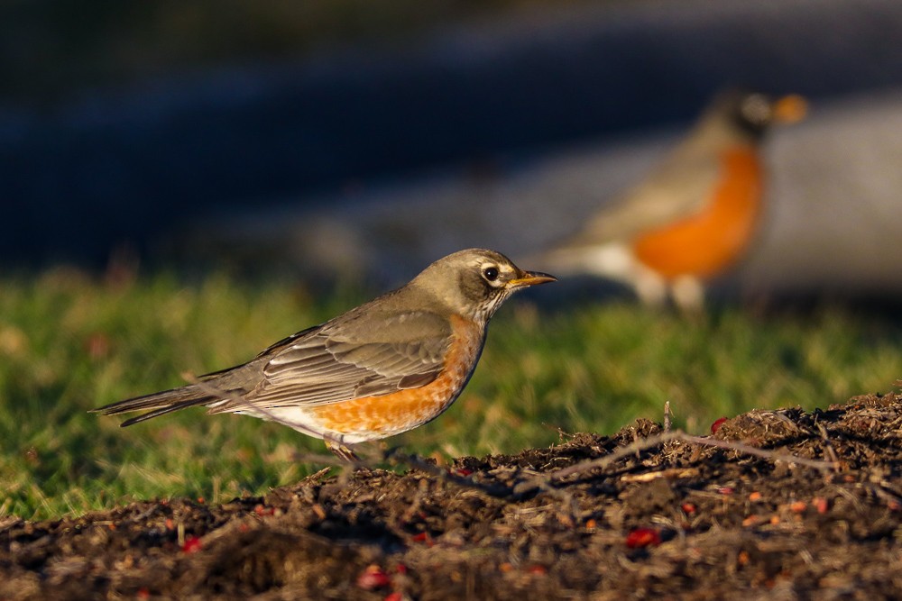 American Robin - ML402316691