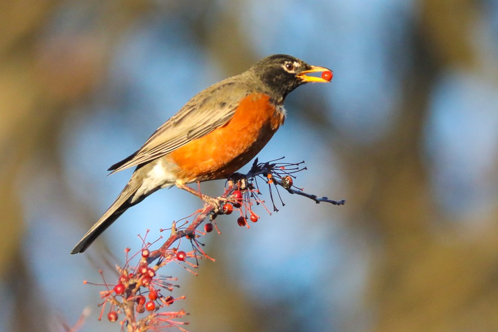 American Robin - ML402316701