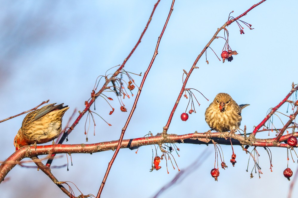 House Finch - ML402316751