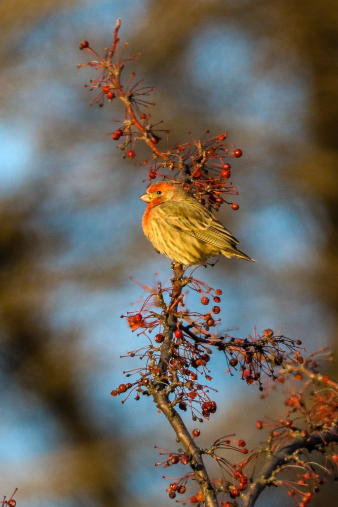 House Finch - ML402316811