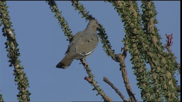 White-winged Dove - ML402317