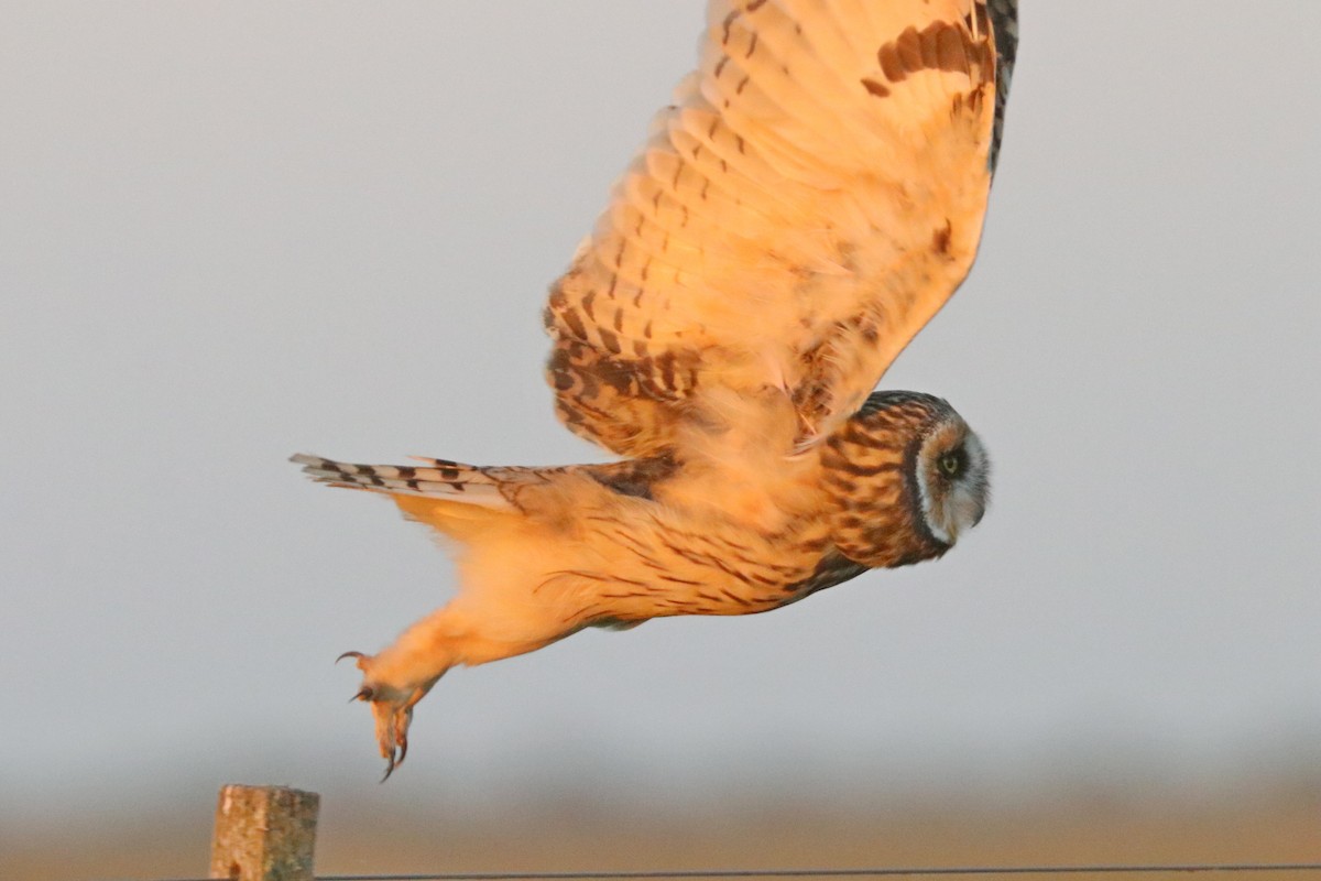 Short-eared Owl - Darío Jung