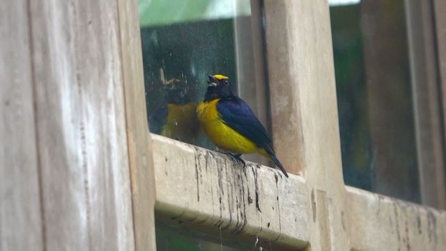 Orange-bellied Euphonia - ML402318541