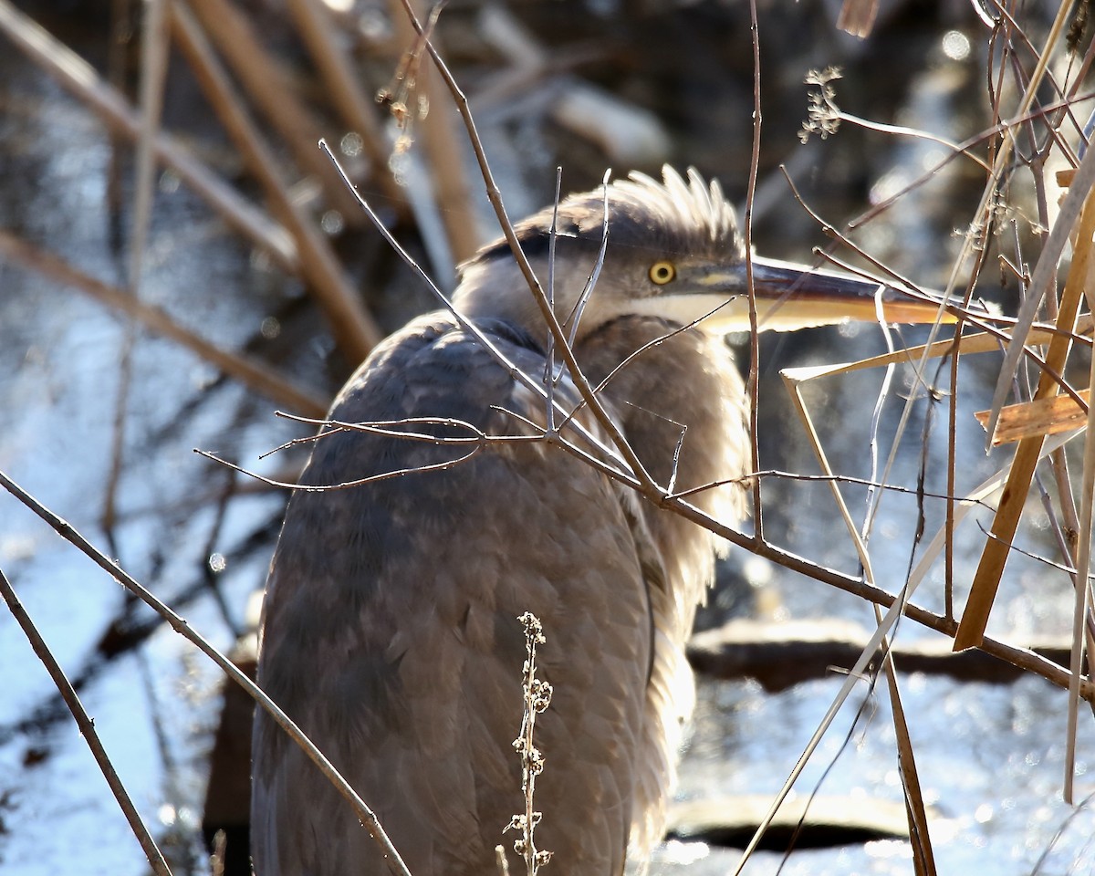 Great Blue Heron - Betsy Staples