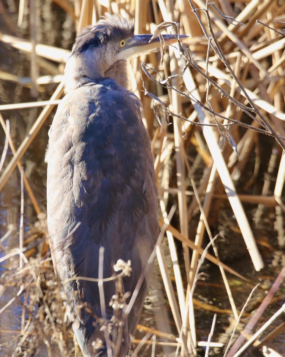 Great Blue Heron - Betsy Staples
