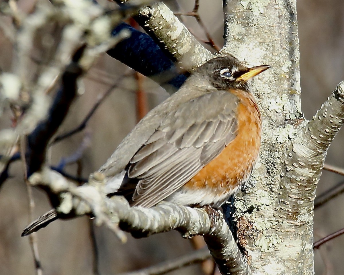 American Robin - ML402318781