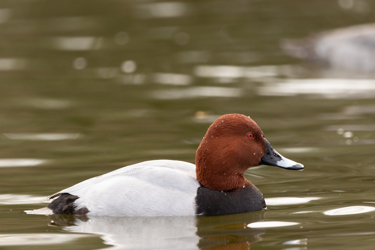 Common Pochard - ML402318931