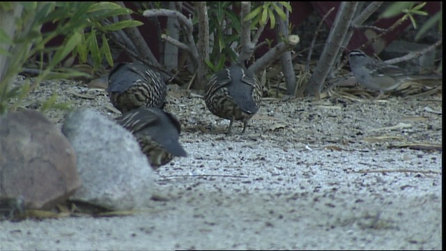 California Quail - ML402321