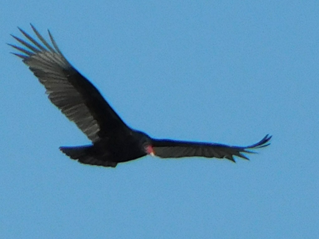 Turkey Vulture - ML402321211