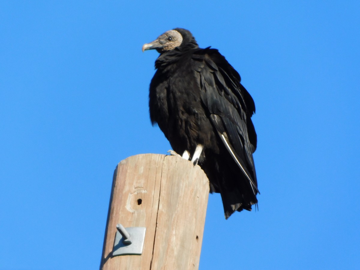 Black Vulture - ML402321221