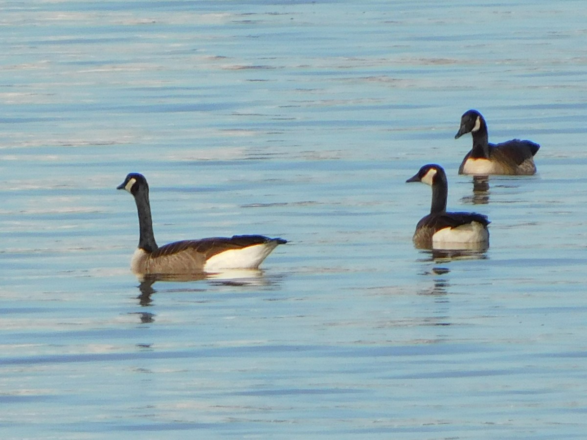 Canada Goose - ML402321331