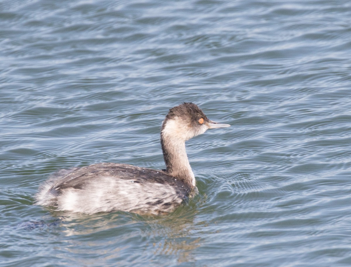 Eared Grebe - Maury Swoveland