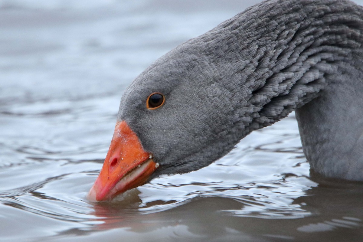 Graylag Goose (Domestic type) - ML402323541