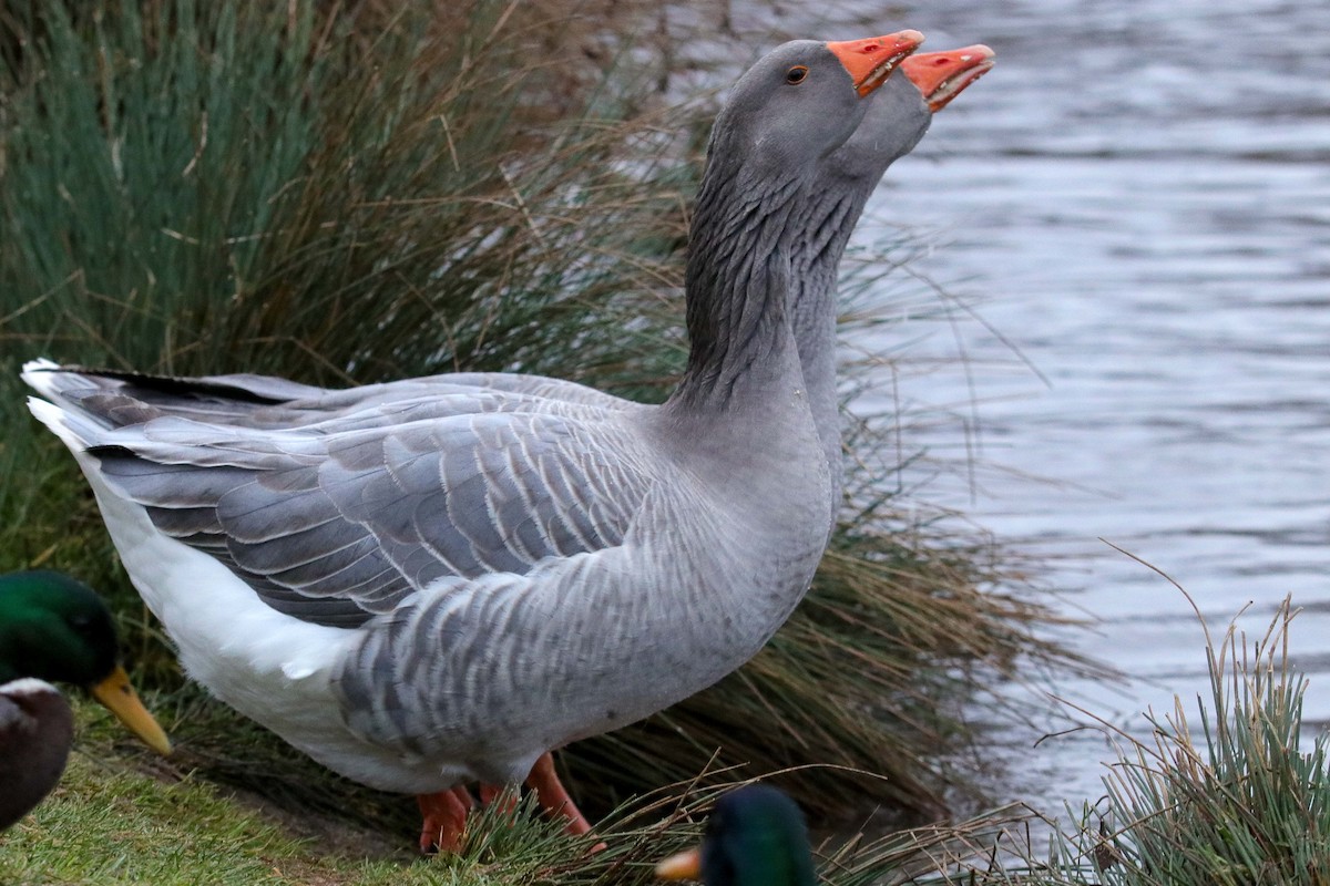 Graylag Goose (Domestic type) - ML402323551