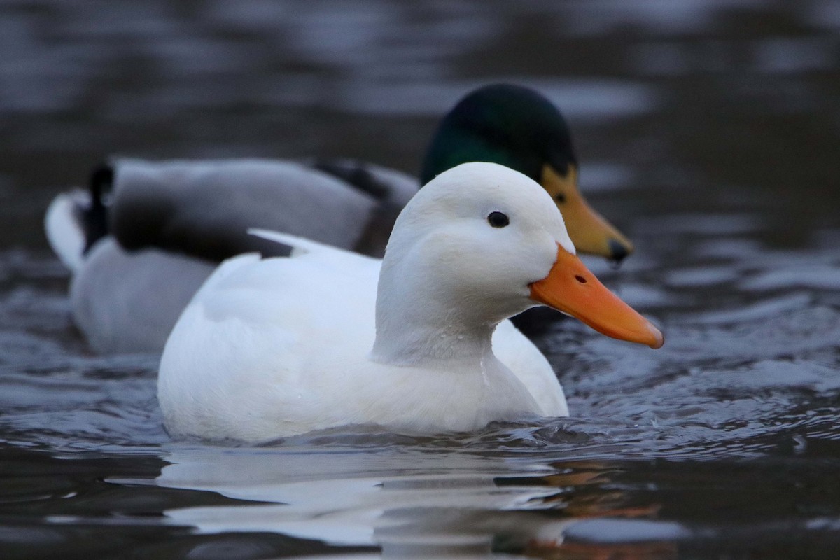 Mallard (Domestic type) - ML402323651