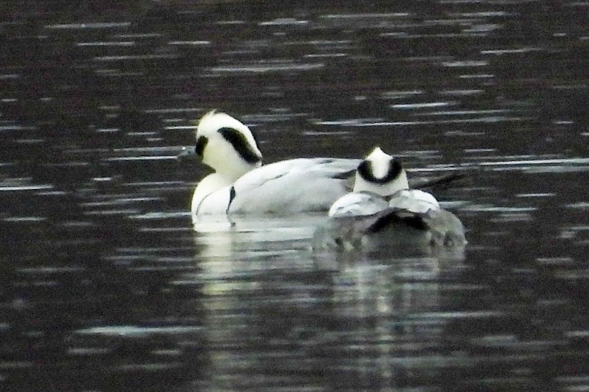 Цахиур бохио - ML402325901